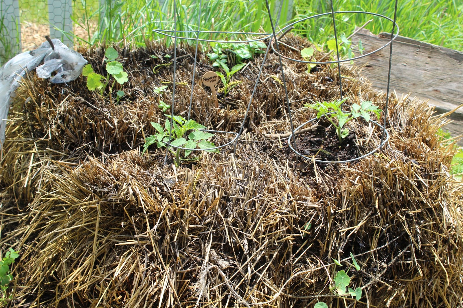 Daft Garden Straw Bale Gardening The Prep Conditioning