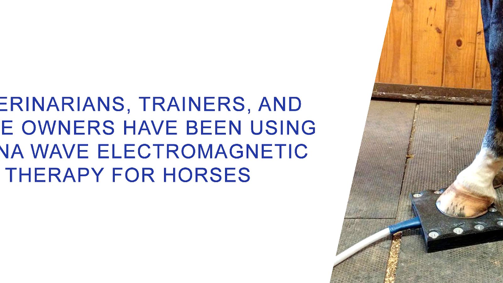 Pulsed field therapy Horse Horse Choices