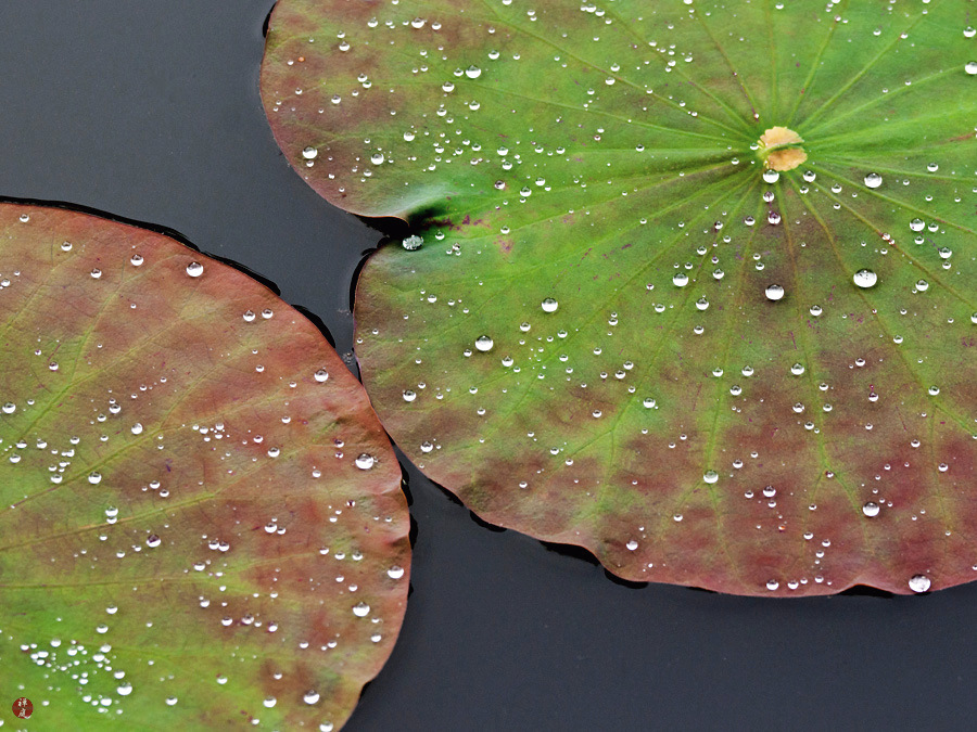 FROM THE GARDEN OF ZEN Lotus leaves in Tsurugaokahachimangu
