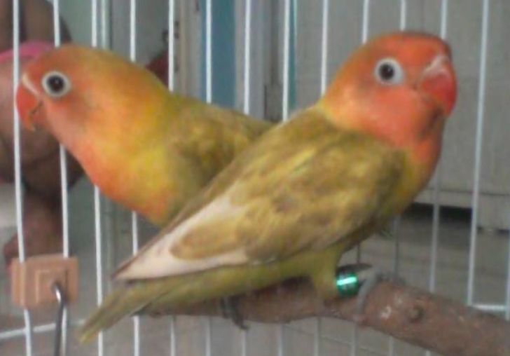 Lovebird Surabaya (Waffen SS Aviary): Warna Warni Love Bird di