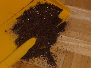 is eating coffee grounds bad for you