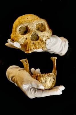 1.8M-year-old skull gives glimpse of our evolution 1.8M-year-old skull gives glimpse of our evolution