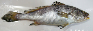 Indian Fish