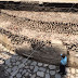 Templo de Ehécatl y parte del juego de pelota, nuevos descubrimientos del Templo Mayor