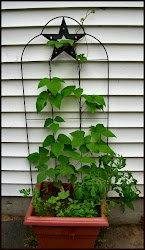 Container Garden