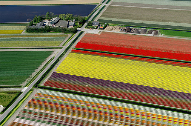 Pemandangan Indah Taman Bunga Tulip di Belanda