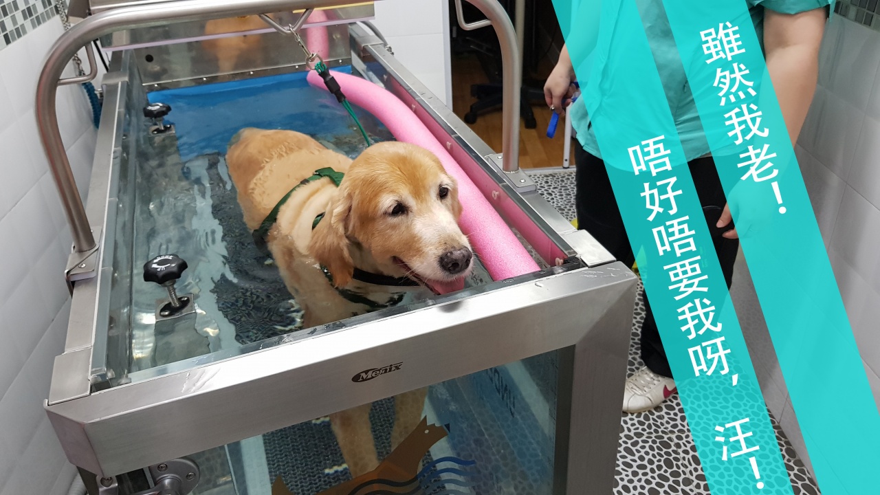 動物にも使える5つのテクノロジー