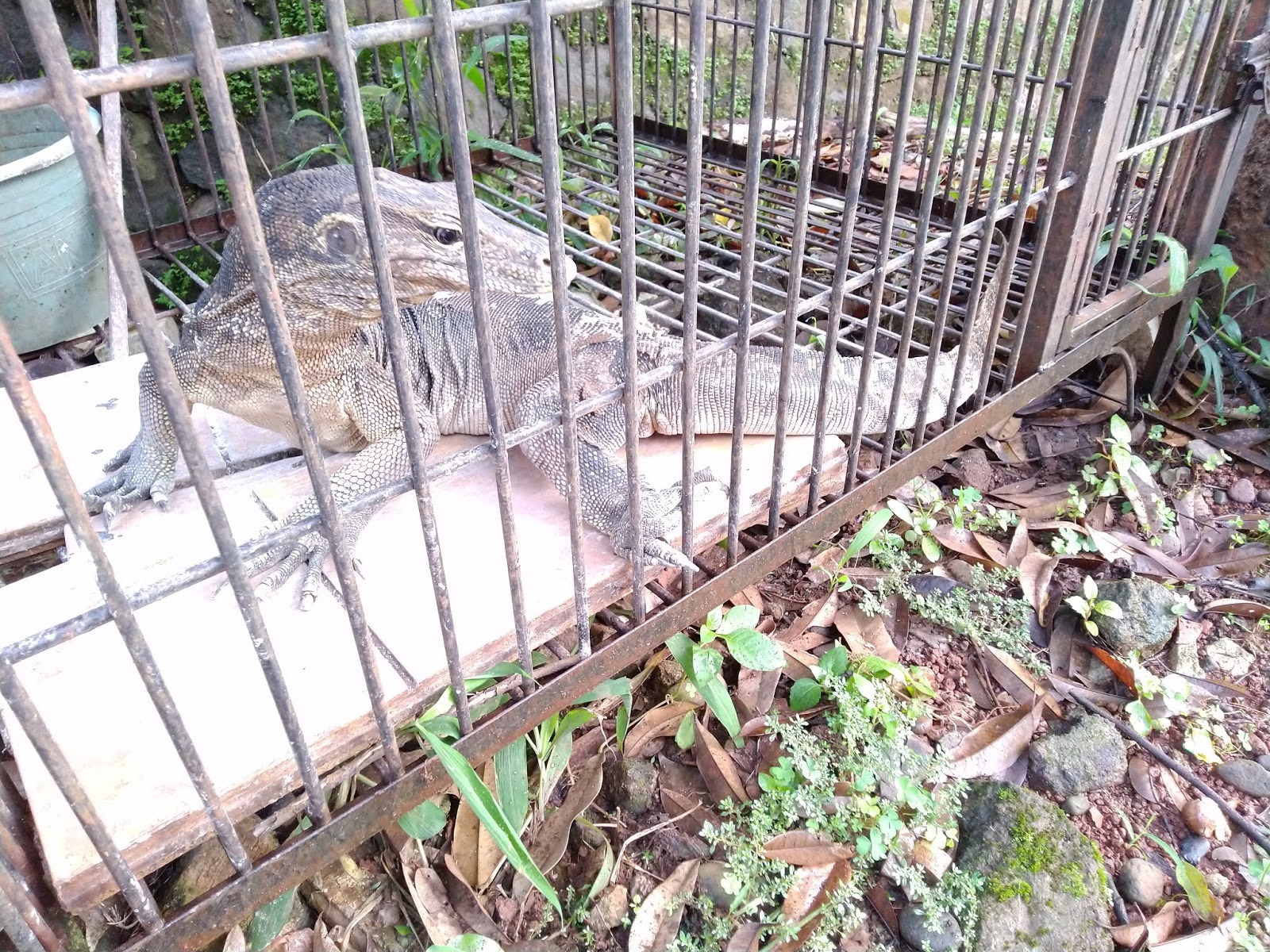 10+ Bagai burung dalam sangkar artinya terupdate