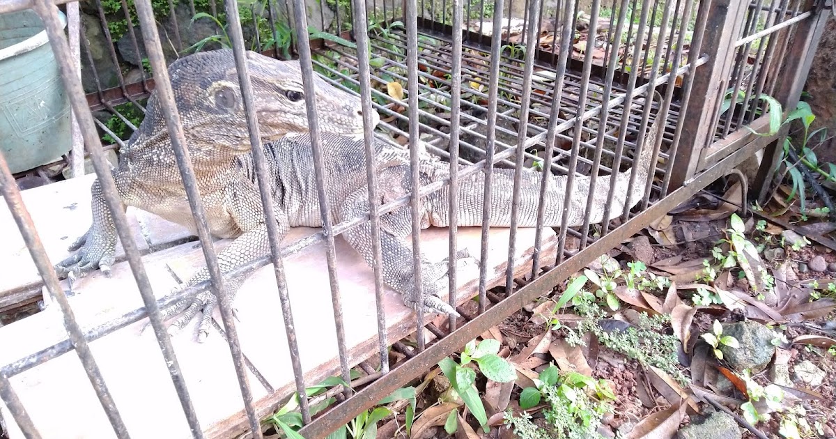 Bagai Biawak Dalam Sangkar Emas Banjir Embun