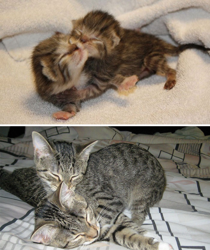 50 Heart-Warming Photos of Animals Growing Up Together - 2 Years Later And They Still Cuddle Together 50 Heart-Warming Photos of Animals Growing Up Together - 2 Years Later And They Still Cuddle Together