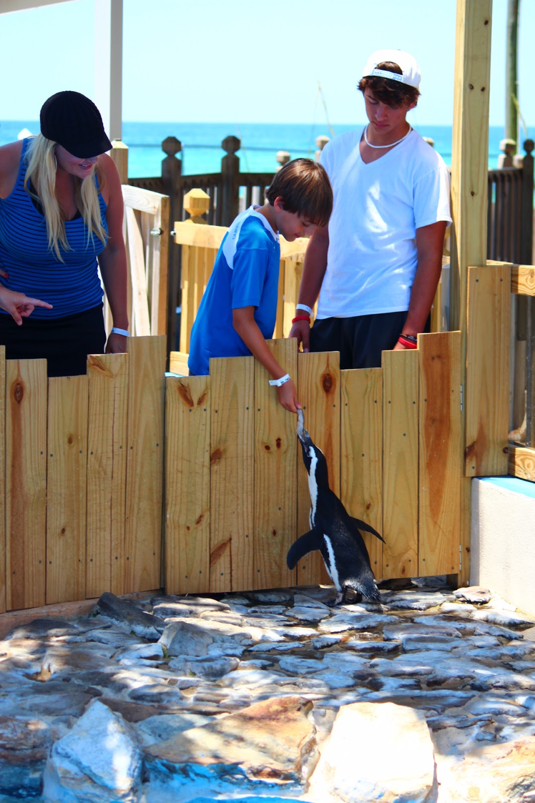 Family fun in Pensacola Gulfarium Marine Adventure Park