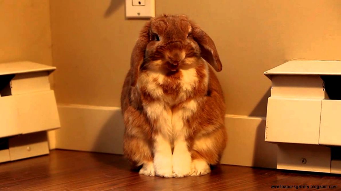 Smile for the Camera   YouTube