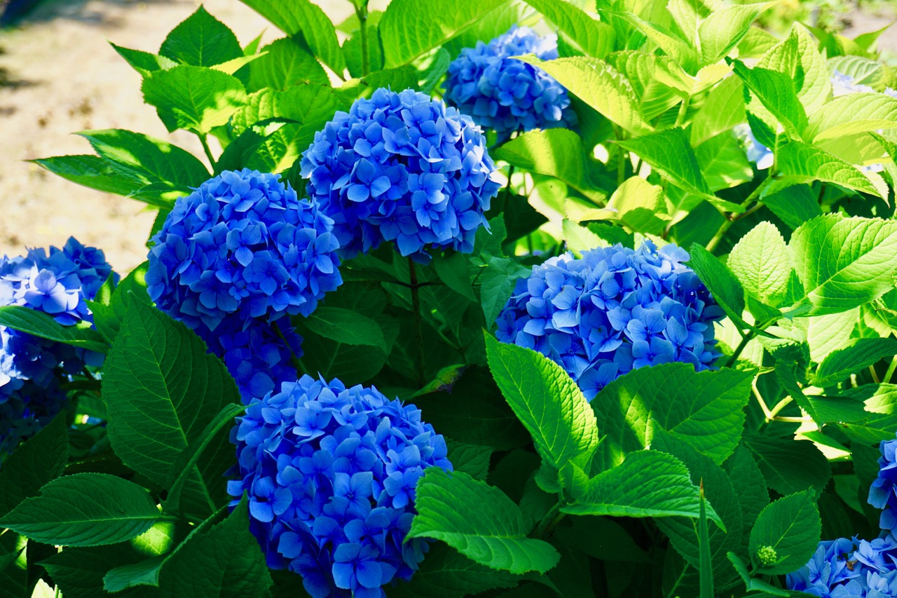 Compare Sun Burned To Fresh Annabelle Hydrangea Bloom Backyard