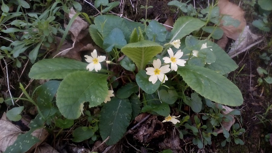 Flores de Asturias: Primaveras silvestres, las primulas vulgaris son flores amarillas típicas de invierno.
