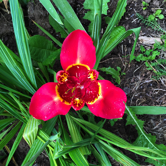 High Altitude Gardening Mexican Shell Flowers