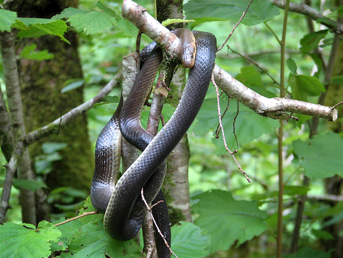 In der Mitte von Österreich ist das Stodertal: Von Igeln und Schlangen