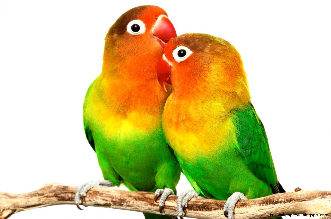 Love Birds Wallpapers Free Download 1600x1000PX  Love Birds