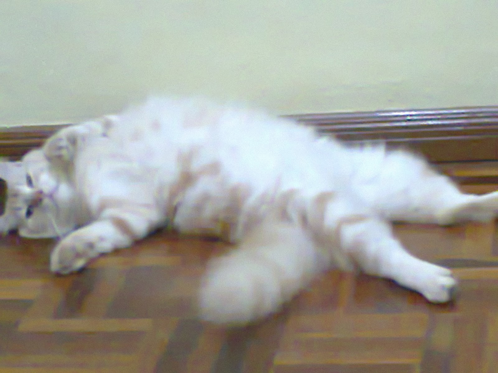 Duniaaa ohh duniaa: Comel si kucing parsi