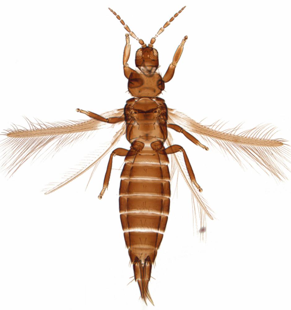 Florida: Nearly Invisible, Oblong-shaped BITING Bug. Slow-moving, does ...