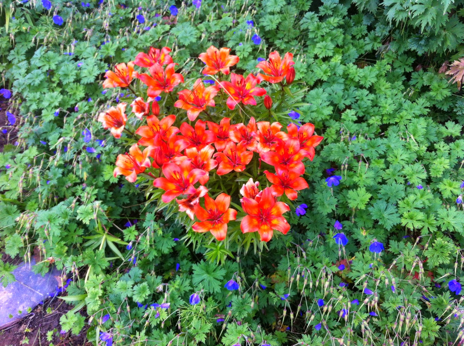 Life in Alaska — A View From Homer A Typical Homer Flowerbed