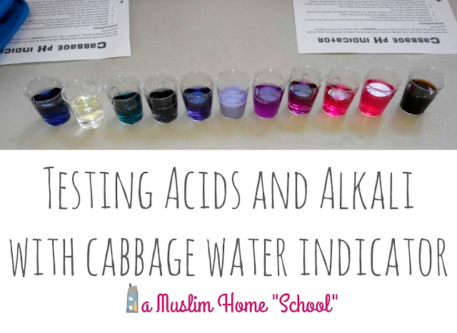Red cabbage water indicator experiment to test for acids and bases / alkali, with printable instructions and results worksheets from a muslim home school