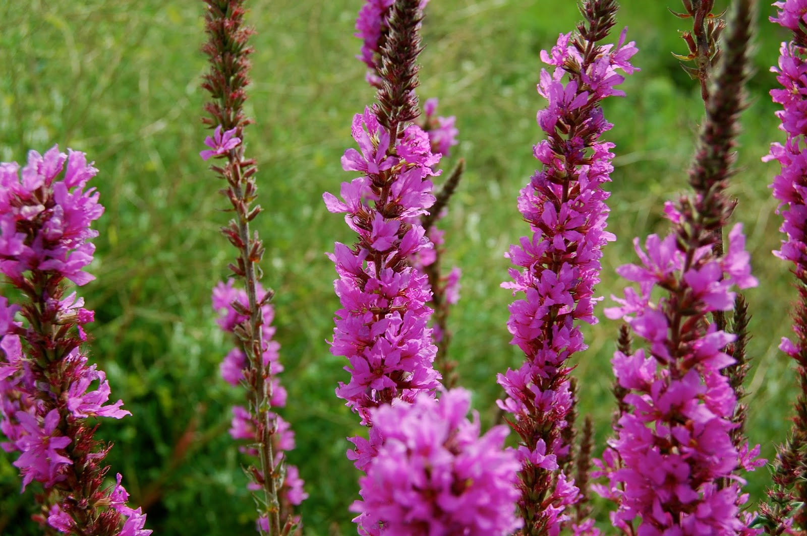 Astrid's Garden Design Weeds vs. Wildflowers