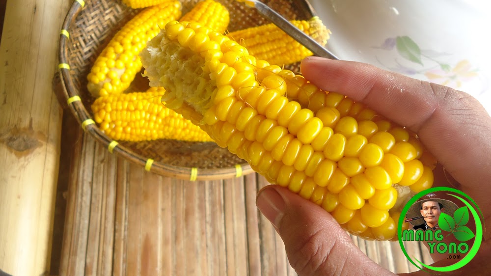 Manfaat Jagung Untuk Mencegah Anemia Manfaat Jagung Untuk Mencegah Anemia