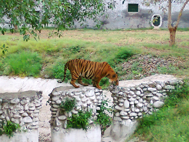Tiger at the Chattbir Zoo Tiger at the Chattbir Zoo