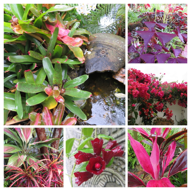 Real World Gardener Brazilian Sky Flower Is Plant Of The Week