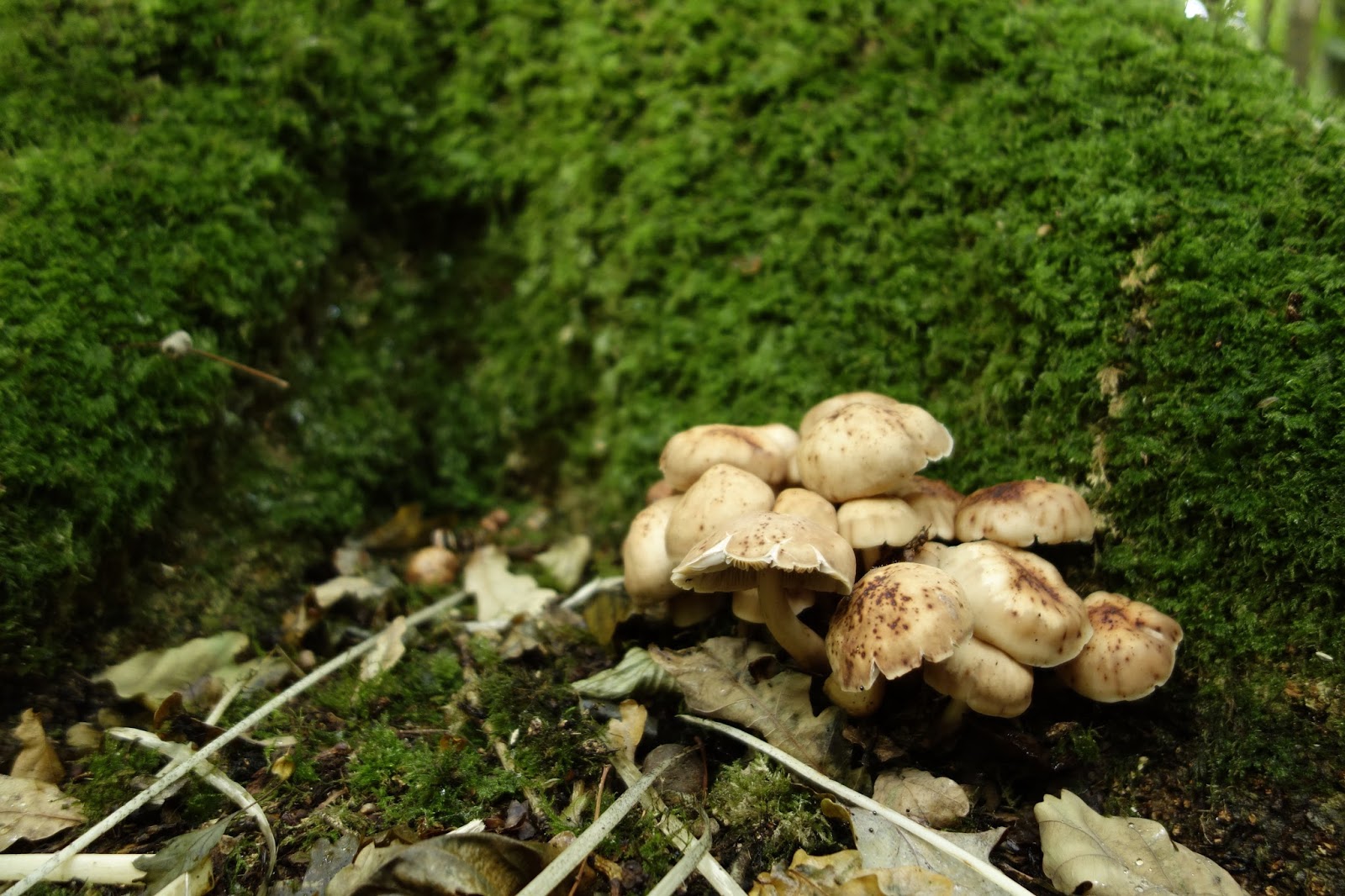 Misidentifying Fungi: Mushrooms, thousands of 'em
