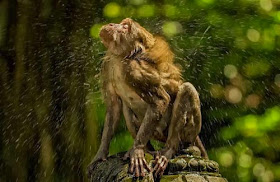 طبيعة ساحرة: صور رائعة للطبيعة مرسومة بألوان زيتية