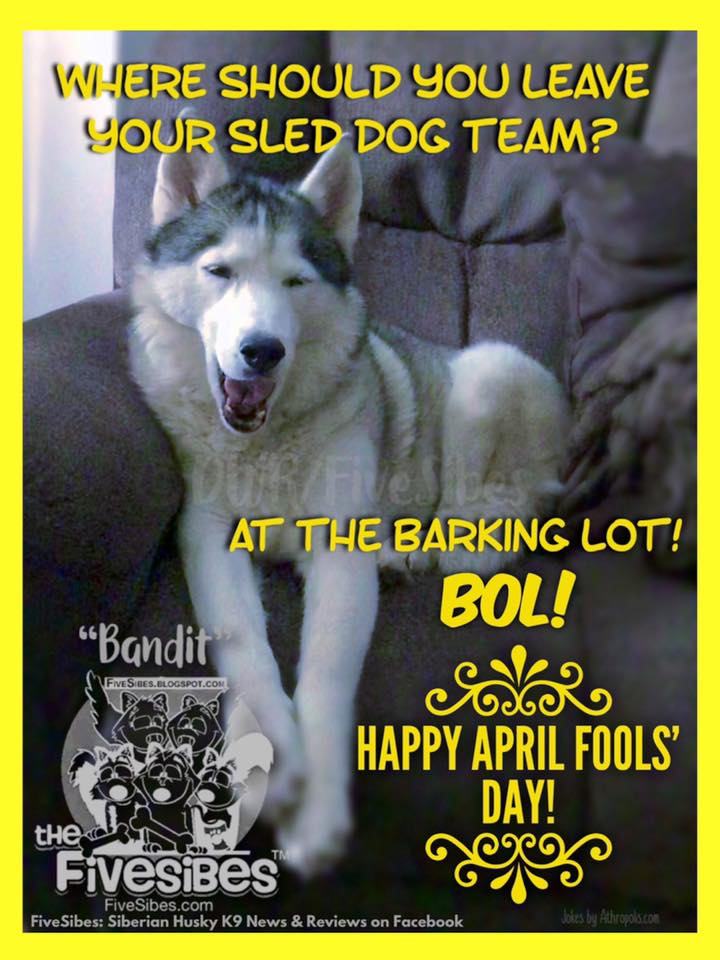 No April Fools Here, Just A Silly Sibe With a Sled Dog Joke!