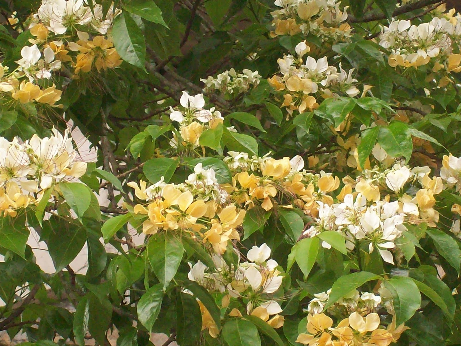 gardentropics Flowers of Hong Kong
