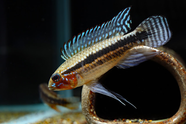 Apistogramma sp. miua