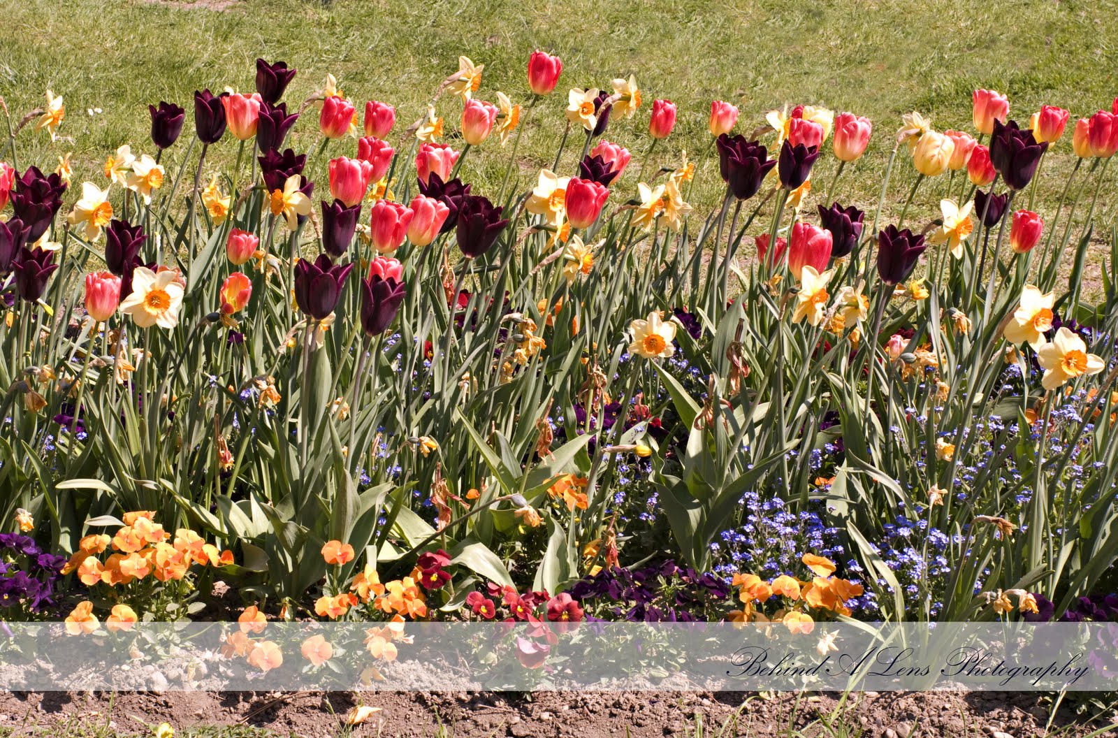 Love, Laugh, Learn. Switzerland Tulip Festival