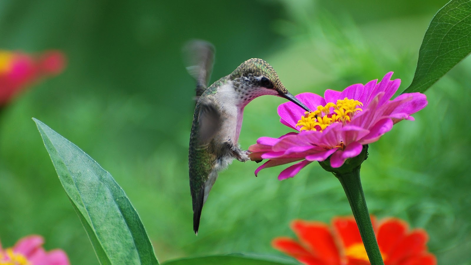 A Mão da Vida: SALMO 100 - UMA QUESTÃO DE FÉ