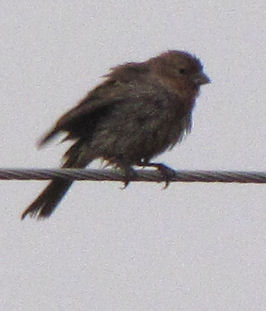rumbled female eastern bluebird