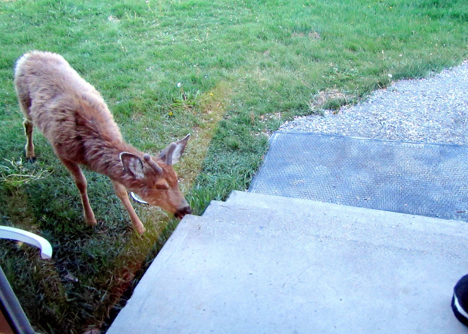 Keeping Focused Deer On Hind Legs Eating Leaves & Blossoms