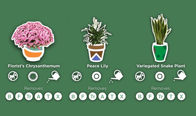 low maintenance indoor plants for office techchatroom 15 lowmaintenance indoor plants to purify the air in your home or office infographic low maintenance indoor plants for office techchatroom 15 lowmaintenance indoor plants to purify the air in your home or office infographic