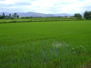 Plantio de arroz