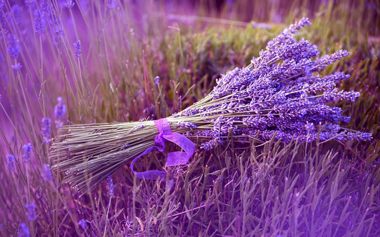Miễn phí tham quan shop hoa Lavender Pháp sấy khô đẹp nhất Đà Lạt ...