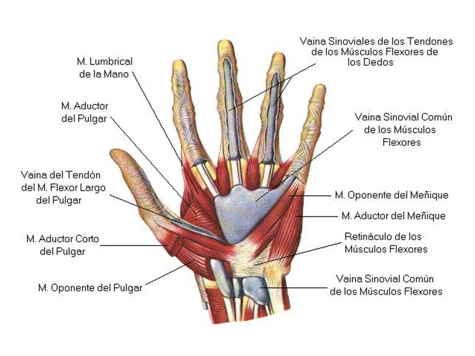 artesania oxigenada FISIOLOGÍA DE LA MANO