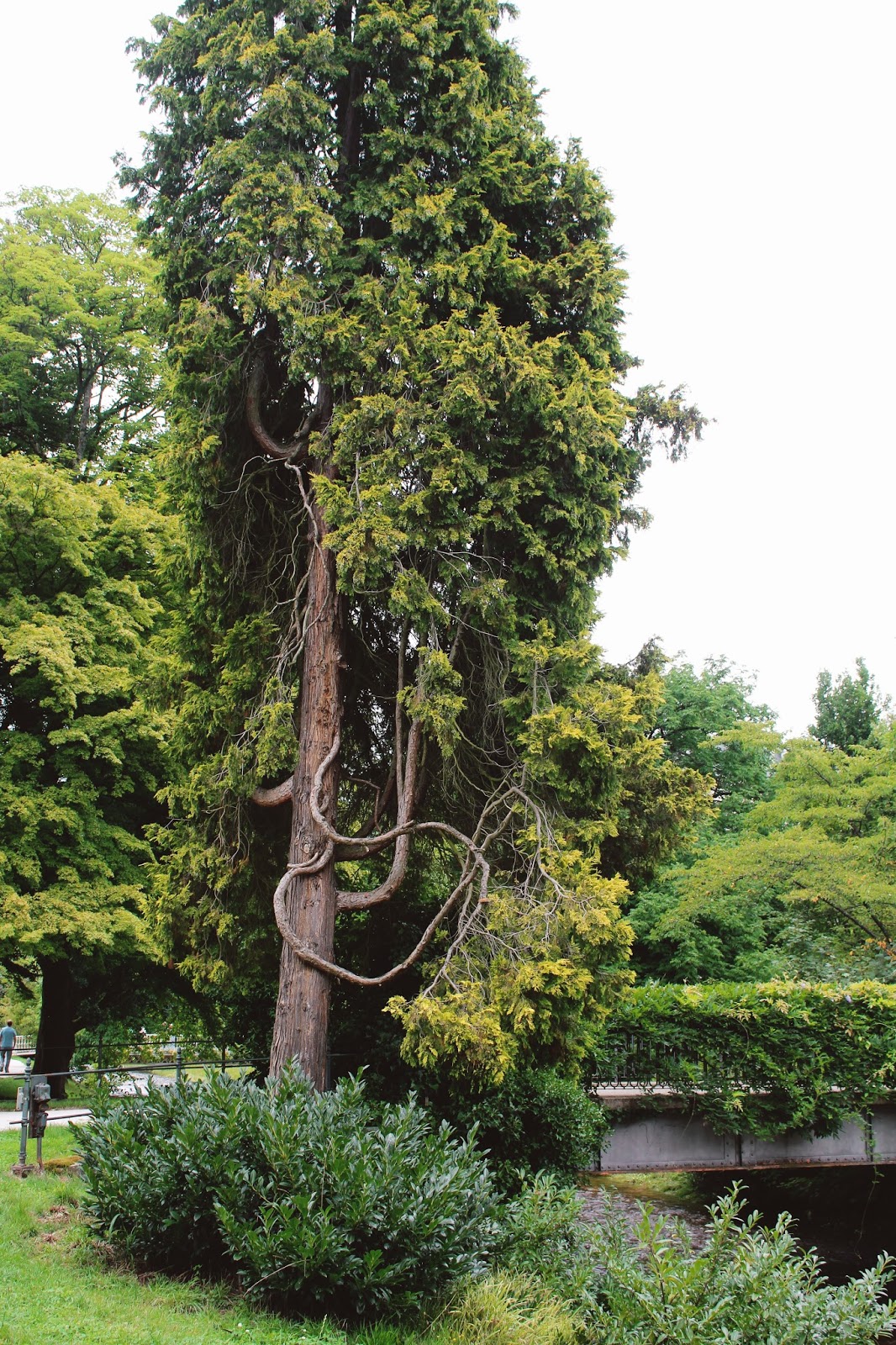 Strangeness and Charms: OUTFIT: a walk in baden-baden.