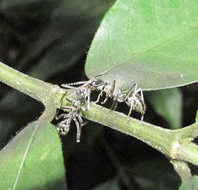 Workers of a Diacamma mimicking slim Polyrhachis ant
