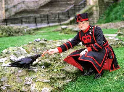 The ravens are the unique. Тауэр бифитеры вороны. Тауэрские вороны. Tower of London Beefeaters Ravens. Лондонский Тауэр черные вороны.