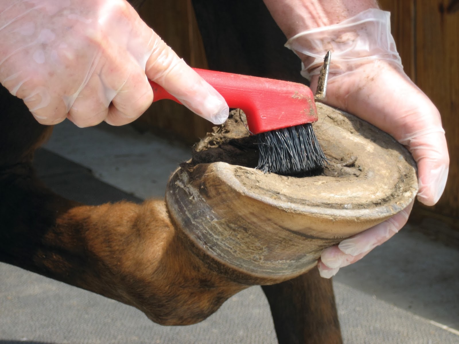 Absorbine UK Blog NEW Magic Cushion Hoof Packing from Absorbine