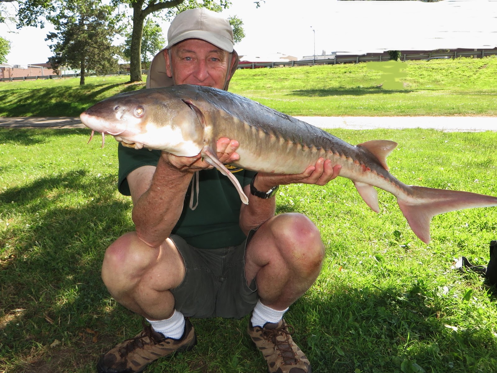 Rhode Island Striped Bass Fish of the Week.....A Rare Sturgeon
