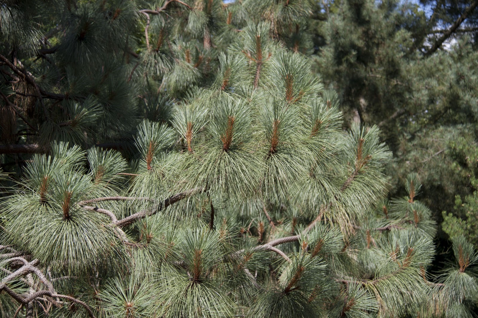 15 Graines De Pin D'Alep (Pinus Halepensis) - SemiSauvage Permaculture - Graines Reproductibles - Jardin