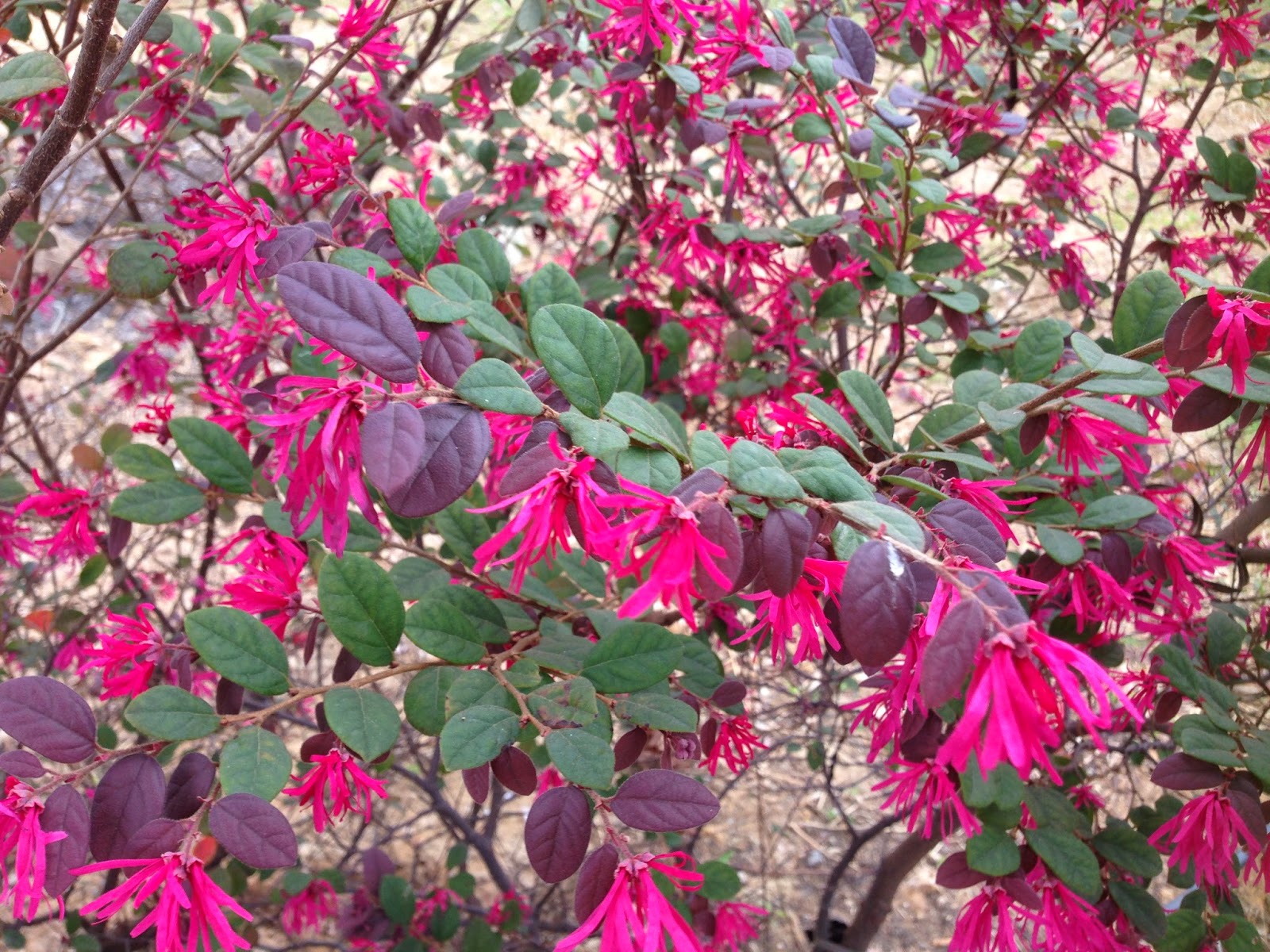 [Liste] Loropetalum Chinense Red Chocolate