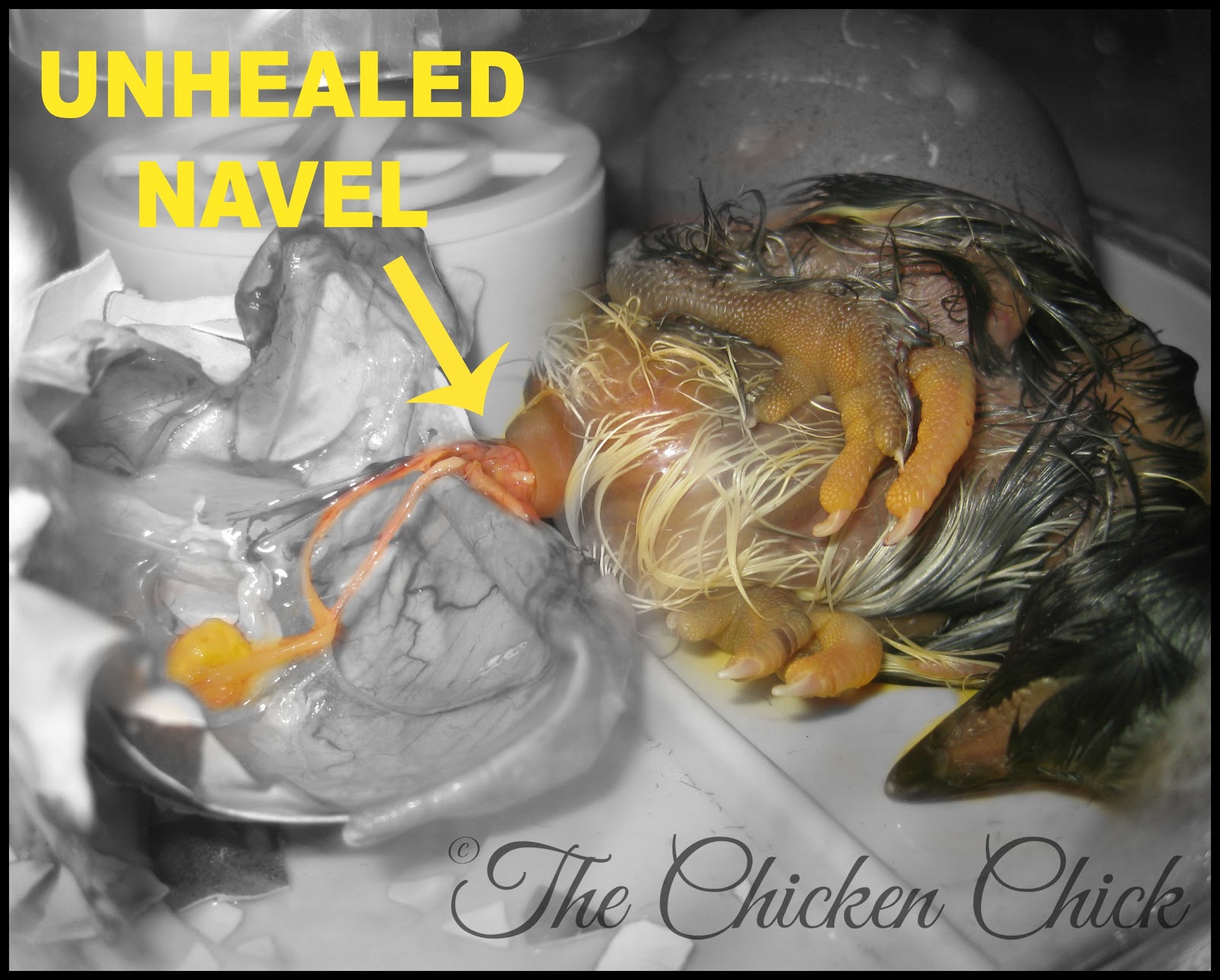 The Chicken Chick® Tips for Choosing Healthy Chicks